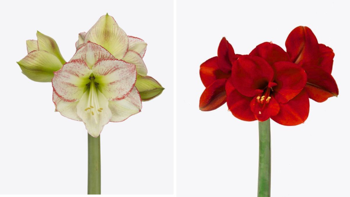 Amaryllis Mama Mia and Ferrari by Kwekerij Overkleeft